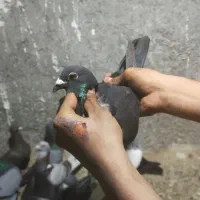 کفتر