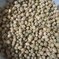 فروش  نخود بش، ۳۰کیلو