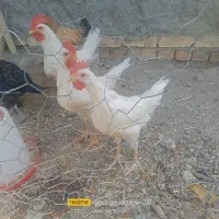 2عدد خروس