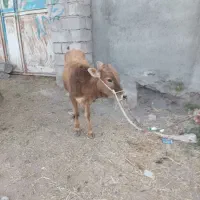 چهار راس گاو گوساله