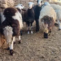 بره قوچ افشارپلنگی اصل جنس