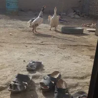 بط نر و ماده...