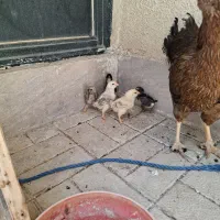 جوجه