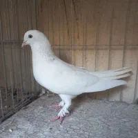 کفتر پتی واله