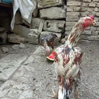 خروس لاری اصل رنگ چیل کم باب دانک بالا