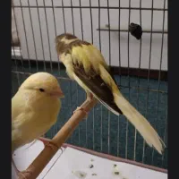 قناری رسمی بلند ماده