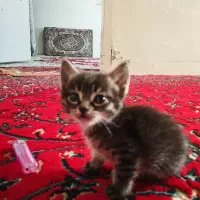 گربه|گربه|نیشابور, بنیاد شهید|دیوار