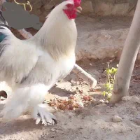 یک عدد خروس برهما لایت جوان