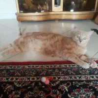 واگذاری گربه شناسنامه دار 4ساله