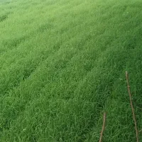 توم برنج