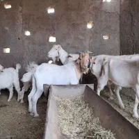 بز عشقی|حیوانات مزرعه|گلپایگان, |دیوار