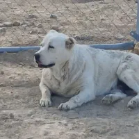 الابای ماده سفید یک دست