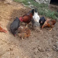 ۴ تا خروس