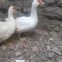 اوردک اسرائیل