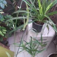 حراج گل فقط صد