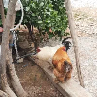 خروس برهما