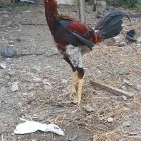 خروس لاری اصل