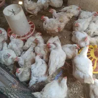 مرغ زنده