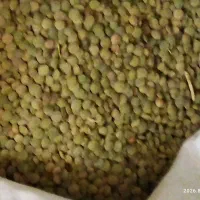 عدس دیمی|خوردنی و آشامیدنی|همدان, |دیوار