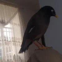 مینا کام سیاه