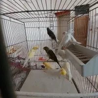 قناری،جوجه قناری