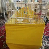 عروس هلندی