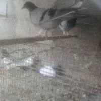 یه جفت فره ترکیه اصل دماغ فر جلو کاکول