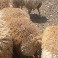 دام پای پلوار