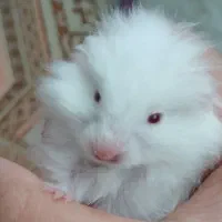 همستر دستی وخونگی در انواع رنگ و نژاد