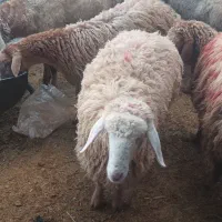 گوسفند فروشی