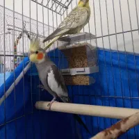 عروس هلندی جم