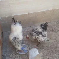 خروس برهما اصل