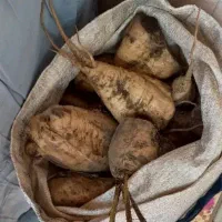 خریدار چغندر قند