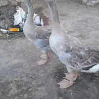 غاز