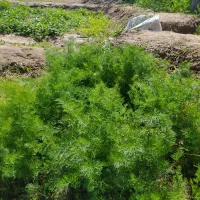 سبزی