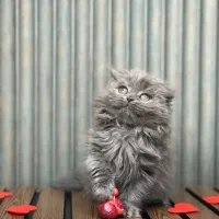 گربه بریتیش بلو شورت هیر و لانگ هیر