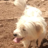 سگ فانتزی بانمک
