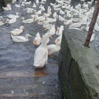 فروش اردک سفید کشاورزی اورگانیک