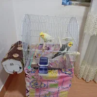 جفت عروس هلندی
