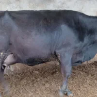 دو راس گاو شکم یک باگوساله