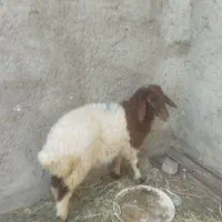 بره ماده فروشی