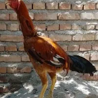 فروش خروس لاری