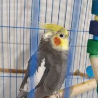 عروس هلندی