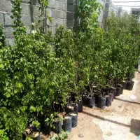 فروش انواع درخت و نهال میوه