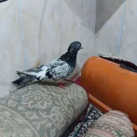 کبوتر کله سبز نر