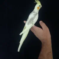 دو عدد عروس هلندی نر سوپر رام کلکسیونی آماده آموزش