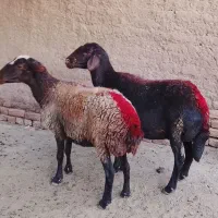 2راس میش جوان شیشک چهار دندون