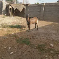 حیوانات