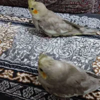 جوجه عروس