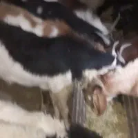 کهره نر